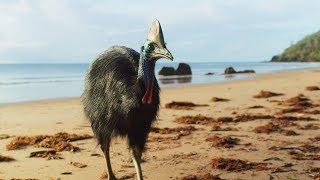 Giant Cassowaries are Modern-day Dinosaurs  Seven Worlds One Planet  BBC Earth