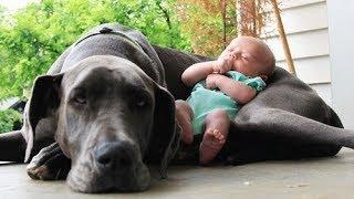 Quand les chiens protègent des bébés