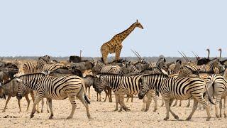 Wild Life -  Serengeti National Park Documentary Full HD 1080p