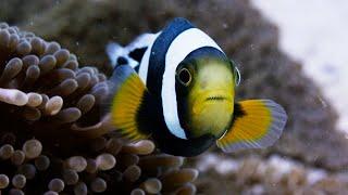 Amazing Clownfish Teamwork  Blue Planet II  BBC Earth