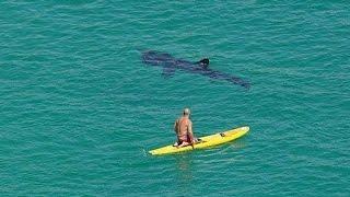 Shark Swims beneath Surfers  Drone Footage Compilation