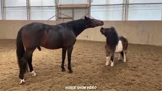 The Horse The Mare Wants Something From The Stallion and he doesnt mind