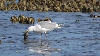 Gull eating midshipman fish in 4x slow motion