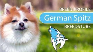 ► German Spitz Breed 2020 Temperament & Training