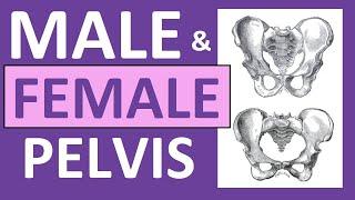 Male vs Female Pelvis Differences Anatomy Skeleton Shape