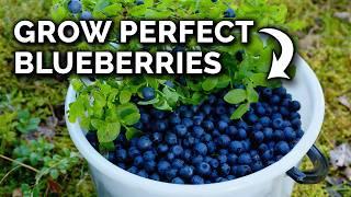 Grow Blueberries In Containers the RIGHT Way