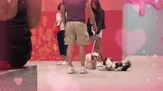   Perro Shih Tzu consiguiendo novia en la plaza