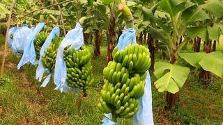 Next Level Process of Growing Harvesting and Processing Banana - Banana Farming Documentary