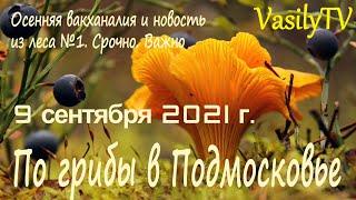 По грибы в Подмосковье 9 сентября 2021 гОсенняя вакханалия и новость из леса №1. Срочно. Важно