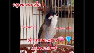 EP16 คลิป1 ชม.ครึ่ง เจ้าสมองเพชร นกเบิ้ลเพลง3-4 เบิ้ลอาชีพ เอาใจสายก๊อปนก #นกครู #นกกรงหัวจุก