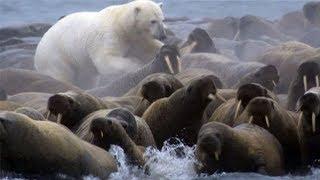 Polar Bear vs Walrus colony  BBC Planet Earth  BBC Studios