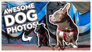 9 Tips And Tricks On How To Take AWESOME Dog Photos