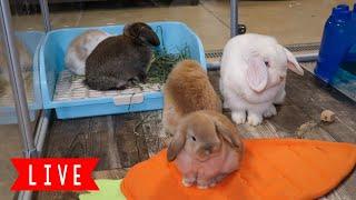 LIVE Bunny Cam  Baby Bunnies Playing