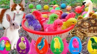 Catch Cute Chickens Colorful Chickens Rainbow Chicken Rabbits Cute CatsDucksAnimals Cute #70