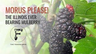 Morus Please The Illinois Ever bearing Mulberry