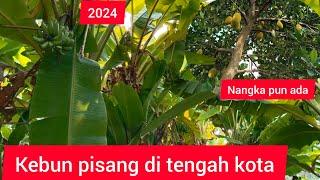 kebun pisang di tengah kota makassar 2024@sulselok2593