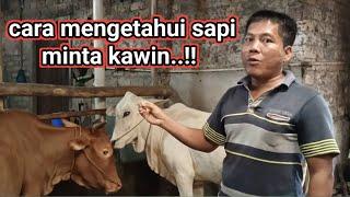 cara mengetahui sapi minta kawin