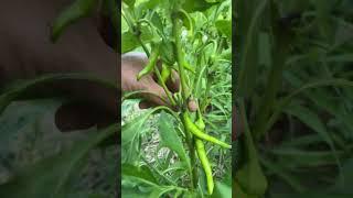 Biberlerim #garden #plant #gardening #pepper #village #villagecooking