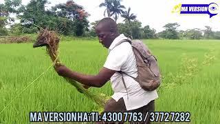 50 ekta tè diri pastè Moïse vizite nan plenn Maribawo. Vye diri dominiken an pa vann ankò.