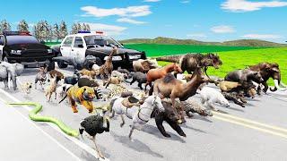 The Great Escape 45 Animals Outsmarting the Law in a Thrilling Chase