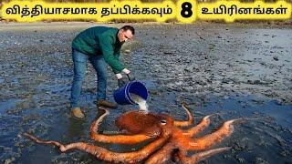 புத்திசாலி உயிரினங்கள்  Eight Most Intelligent Creatures  Tamil Info Share