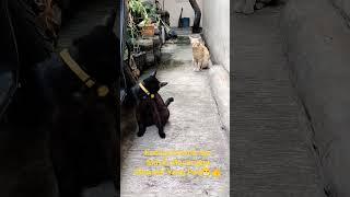 Kucing Cowok nya Masih Menunggu Moment Yang Pas