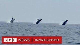 Үч кит бирдей секирип таң калтырды - BBC Kyrgyz