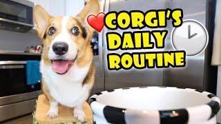 Sharing My CORGI’S Daily Routine — What It’s Like  Life After College Ep. 674