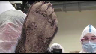 3500-year-old bear found in Siberian permafrost dissected