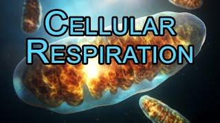 Electron Transport Chain ETC - Oxidative Phosphorylation - Cellular Respiration - ANIMATION