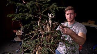 Bjorn Bjorholm creates a Taxus Bonsai