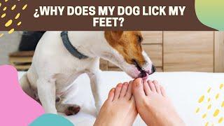  ¿WHY DOES MY DOG LICK MY FEET? ANSWER