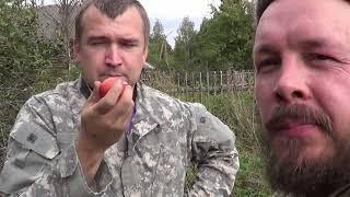 2022 Халявный посадочный материал для сада на Русском Севере лешинафундук яблоки и груши.