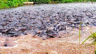 Kinerja Pertumbuhan Sejuta Lele  Memberi Makan Ikan di Tambak  Million Catfish Feeding in Ponds