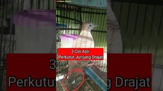 3 Ciri Asli Perkutut Junjung Drajat #perkututkaturanggan #mitosperkutut #perkututmistis