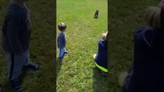 Kid copying dog humping