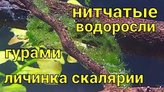 Нитчатые водоросли и гурами личинка скалярии.