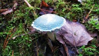Строфария сине-зелёная Stropharia aeruginosa. Как выглядит гриб на месте произрастания.