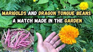 Marigolds and Dragon Tongue Beans A Match Made in the Garden#organicgardening #companionplanting