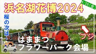 【浜名湖花博2024】桜の次は「フジの花」フラワーパーク会場をご紹介