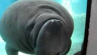 Manatees Sea Cow Smashes into Glass