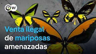 Las mariposas y el comercio de especies amenazadas  DW Documental