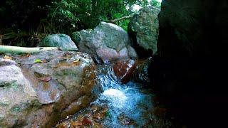 ASMR for Insomnia  River Water and Bird Chirping  Relaxing Nature Sleep Aid