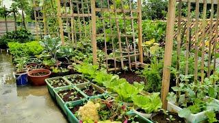 petik kembang koltimun putih bayam belang dan cabe katokon di #minigardenrooftop