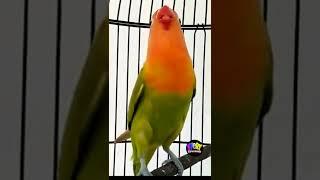 the sound of the master lovebird sound long snickers short-circuit lovebird master