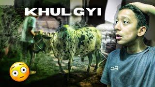 COW KI RASSI KHUL GYI   With Brother  Eid Ul Adha 2024  Mandi Vlog  Vlog 