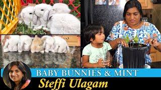 Baby Bunnies Vlog in Tamil  Growing mint at home in Tamil