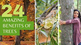 24 Amazing Benefits of Trees