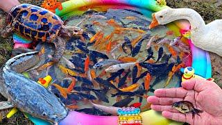 Menangkap ikan hias warna-warni ikan lele ikan koi ikan cupang ikan mas kura-kura angsa.part728