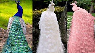 5 PAVO REALES MAS HERMOSOS del Mundo  7 Colores de pavos mas bonitos que poca gente conoce